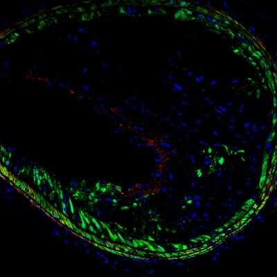 Immunofluorescent Staining of Mouse Cells Using Biotin Conjugated GFP Antibody